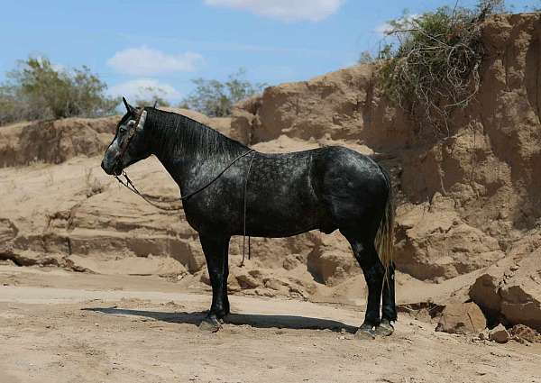 parade-draft-horse