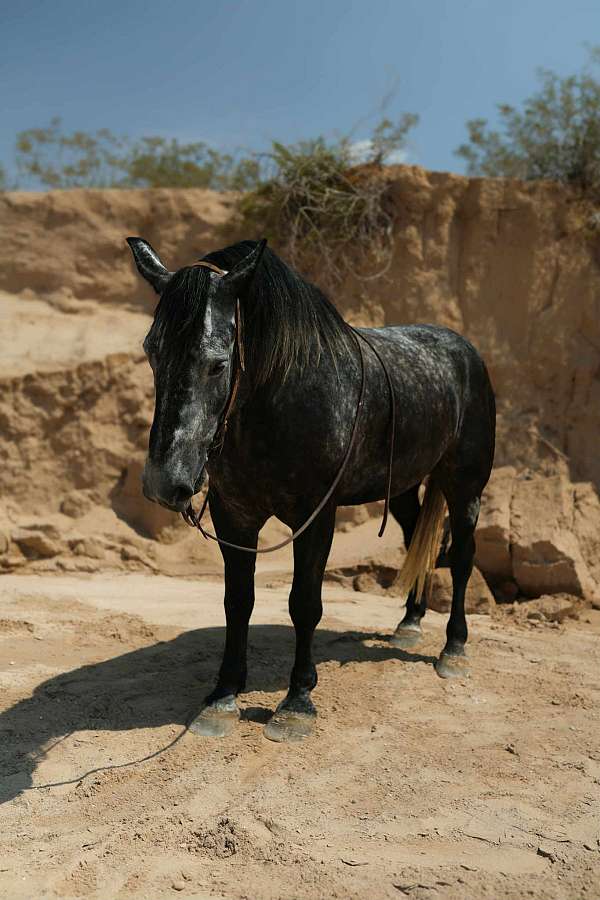 performance-draft-horse