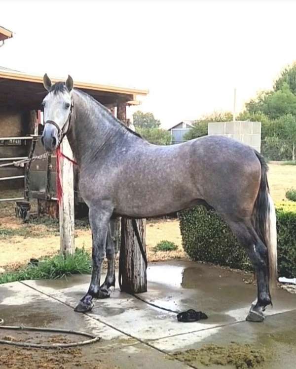 foundation-andalusian-pony