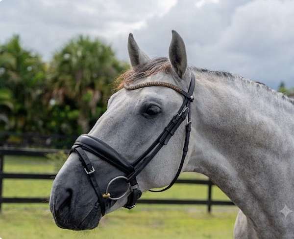 working-andalusian-pony