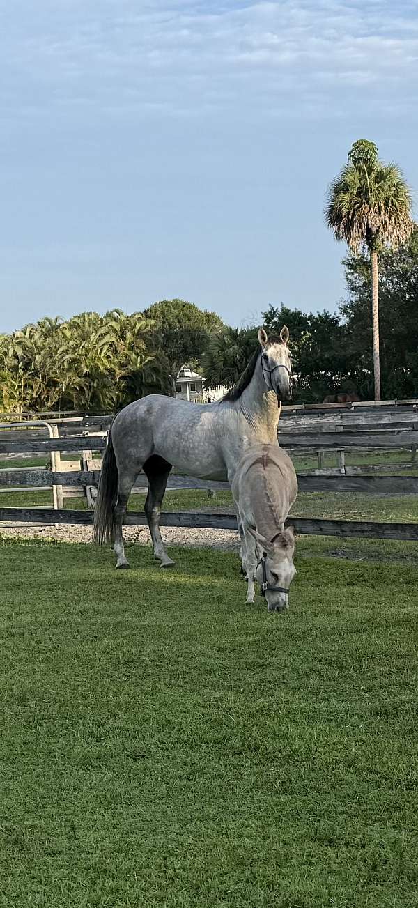 pre-andalusian-pony-stallion