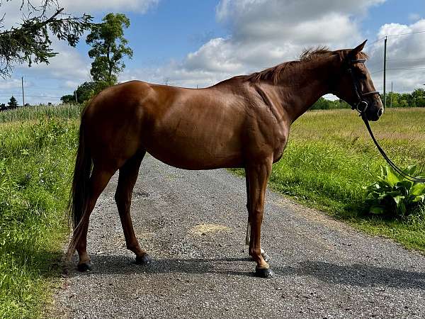 adult-amateur-thoroughbred-horse