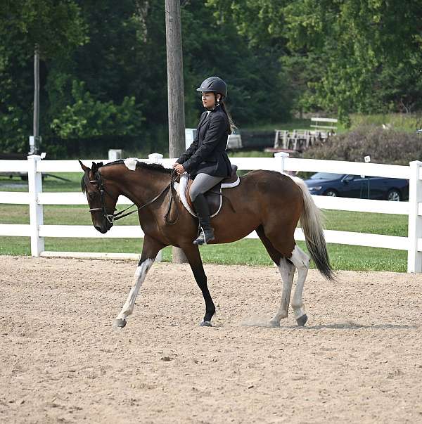 paint-horse-for-sale