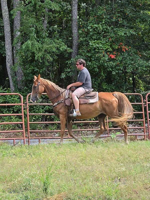 gentle-tennessee-walking-horse