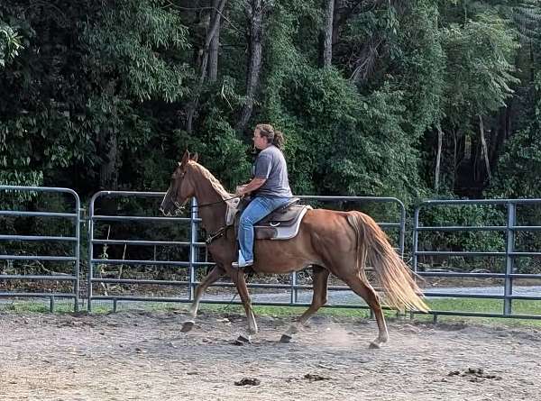 gaited-tennessee-walking-horse