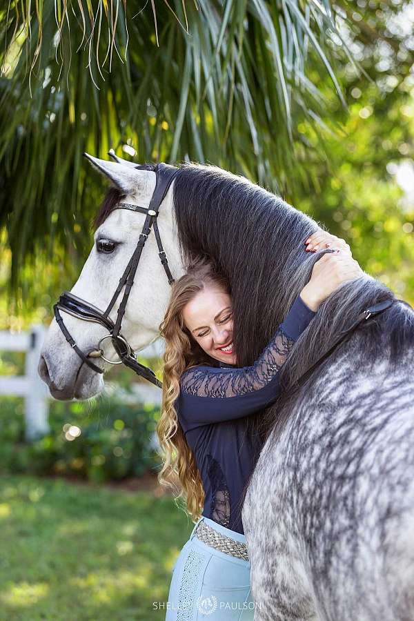 15-hand-andalusian-mare