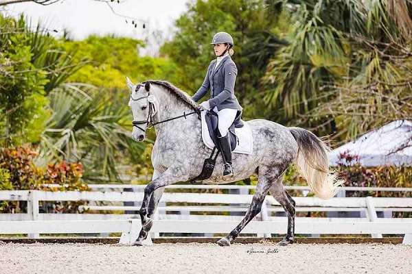 15-hand-andalusian-horse