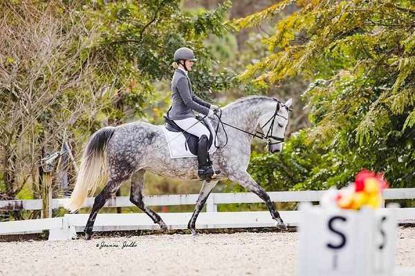 15-hand-mare