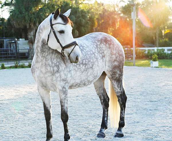 andalusian-mare