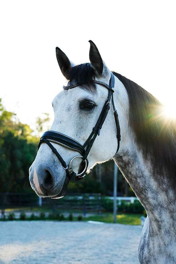 andalusian-horse-for-sale