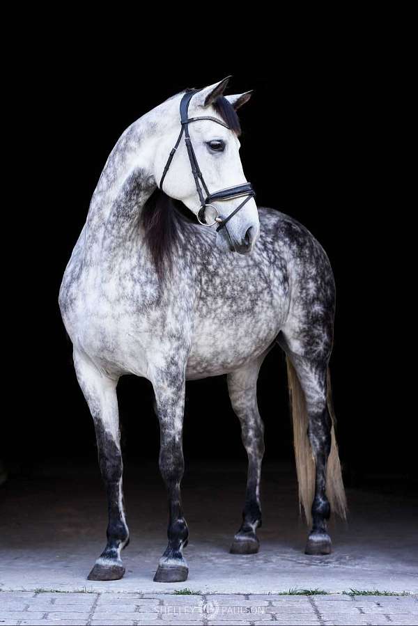 andalusian-horse