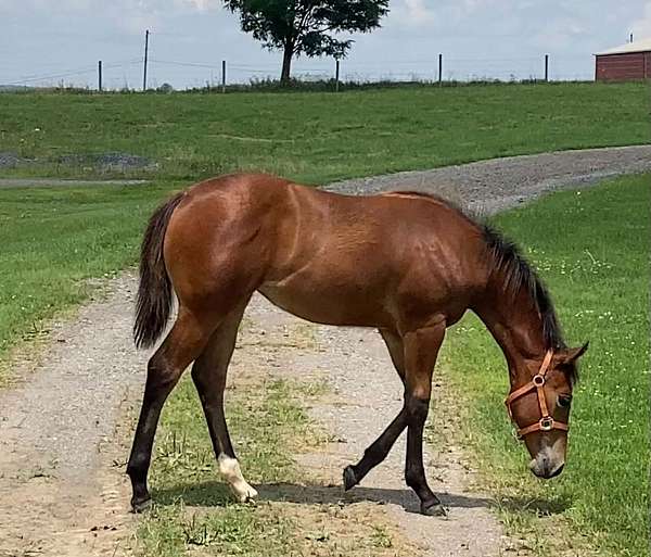 aqha-prospect-filly