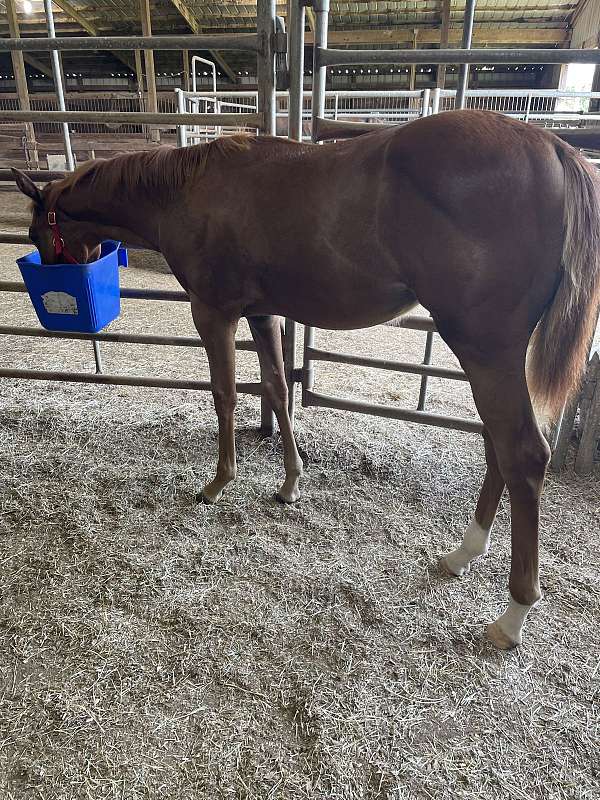 all-around-quarter-horse