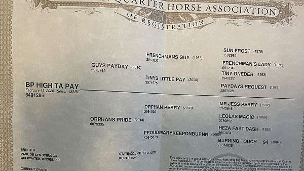 athletic-quarter-horse