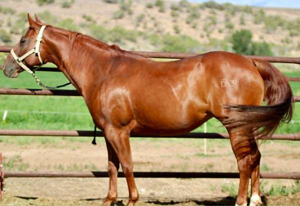 once-in-a-blue-boon-quarter-horse