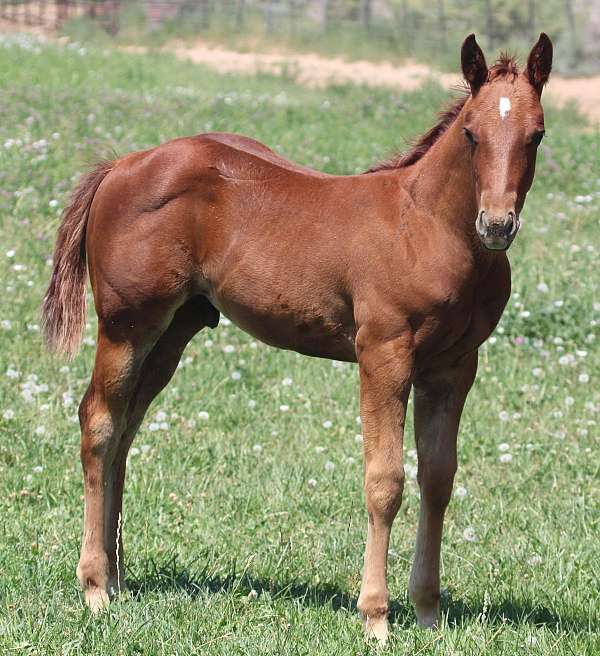 once-in-a-blue-boon-horse