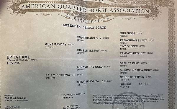 all-around-quarter-horse