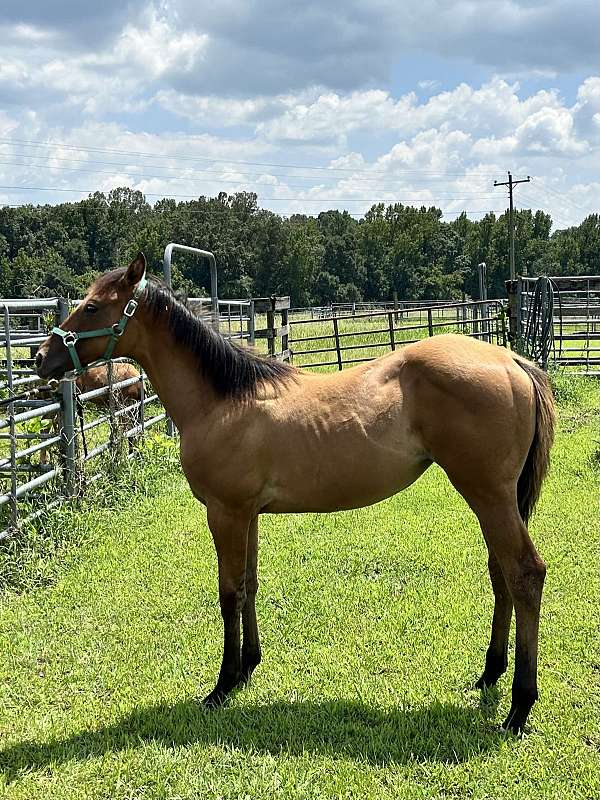 athletic-quarter-horse