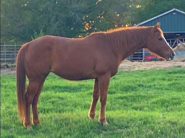 trail-r-appendix-horse