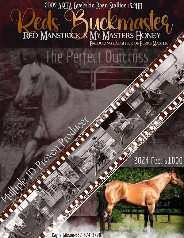 all-around-appendix-horse