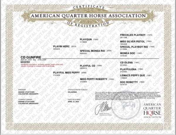 all-around-quarter-horse