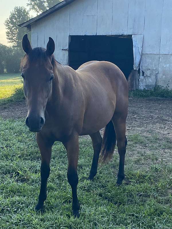 athletic-quarter-horse