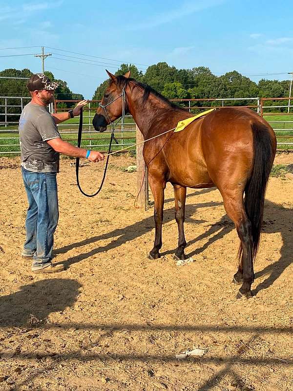 barrel-quarter-horse