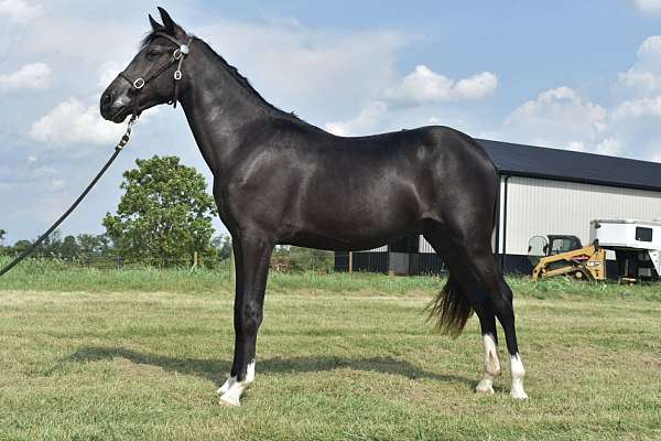 kmsha-rmha-gelding