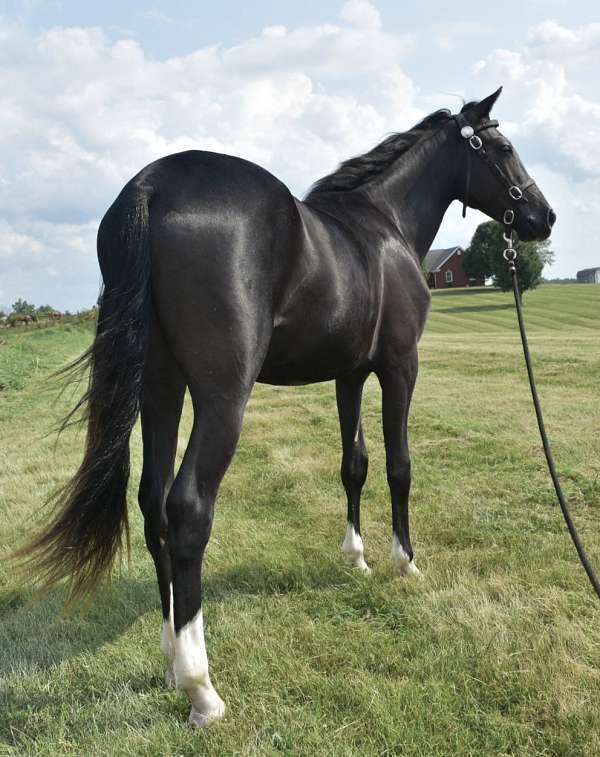 kmsha-rmha-yearling