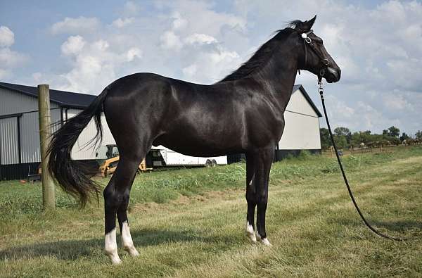 kmsha-rmha-colt