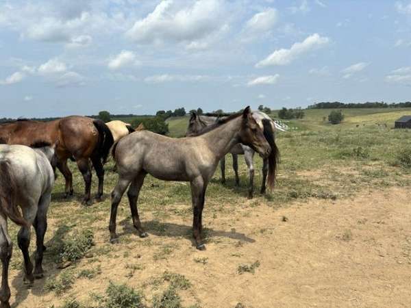 blue-roan-star-horse