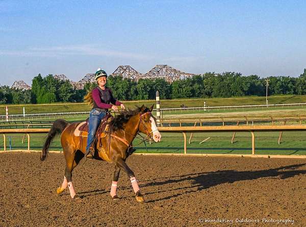 appendix-gelding