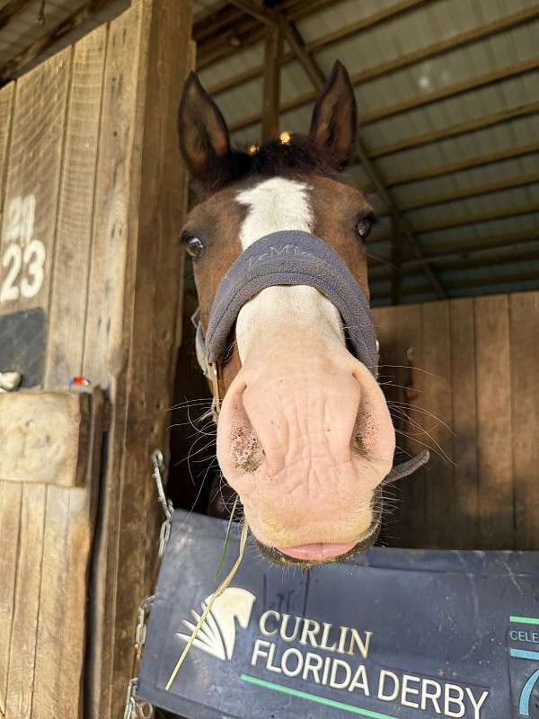 appendix-pony-for-sale