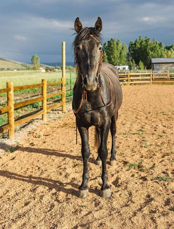 3-year-old-andalusian-horse