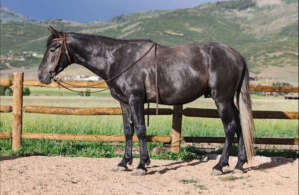 young-horse-stallion
