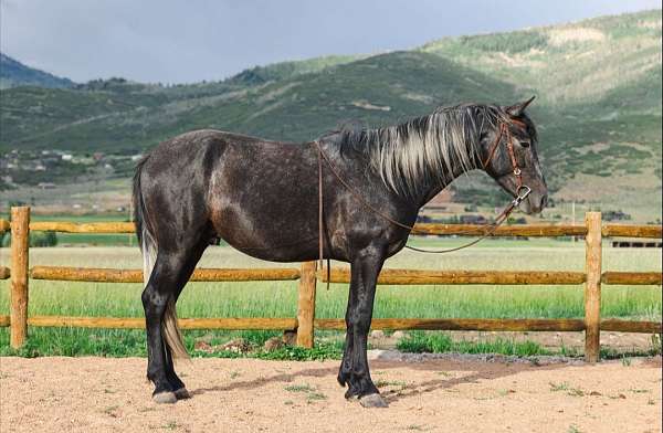 3-year-old-stallion