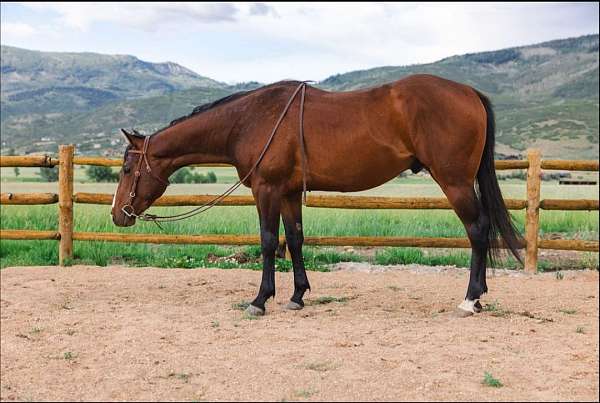 bay-1-white-sock-blaze-horse