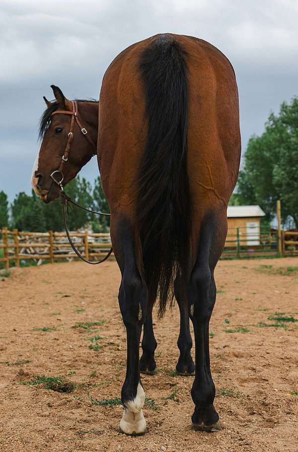 bay-vaquero-horse