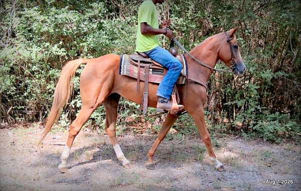 quarter-horse-mare