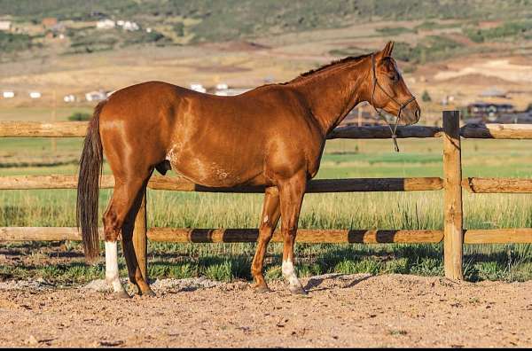 3-year-old-gelding