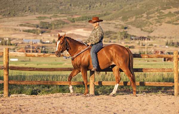 2-white-socks-blaze-horse