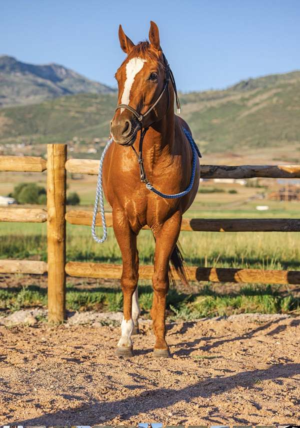 chestnut-2-white-socks-blaze-horse