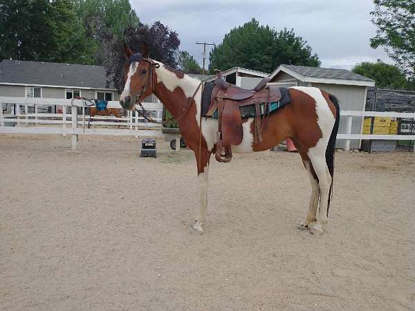 arabian-mare