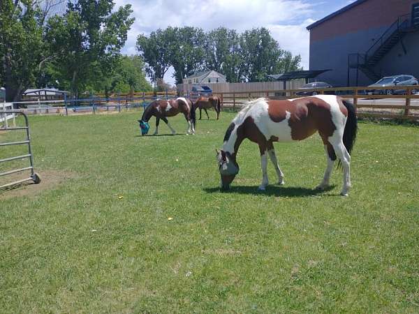 arabian-horse-for-sale