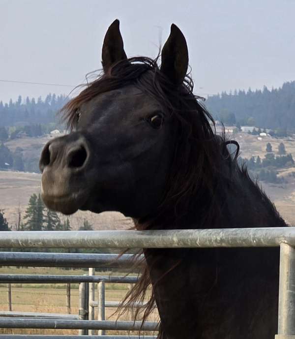 homozygous-mare-arabian-horse