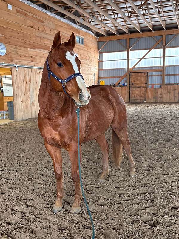 quarter-horse-gelding
