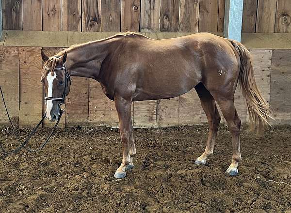 quarter-pony