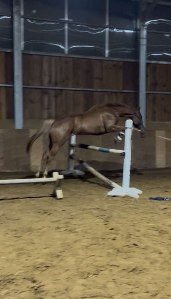 quarter-pony-for-sale