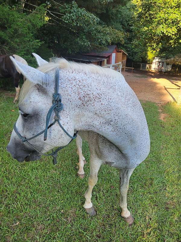 trail-riding-mare