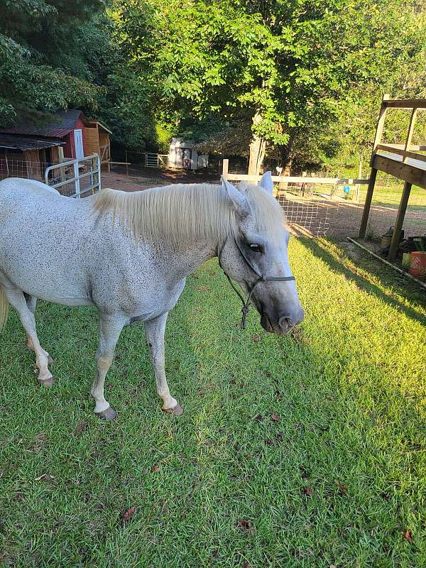 trail-riding-horse